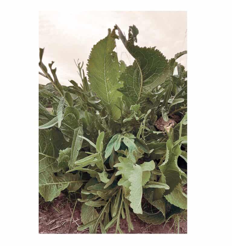 Fotografie,Kunst, Dürer